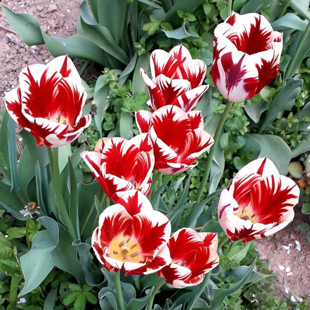  - AAAA_LALELE 2019_2020_2022_2023