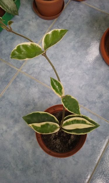  - Hoya Krimson queen
