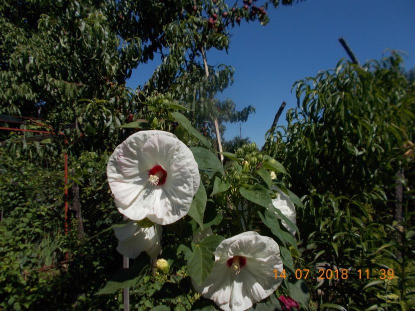  - ARBUSTI ORNAMENTALI DE GRADINA-2018-2020-2021-2022
