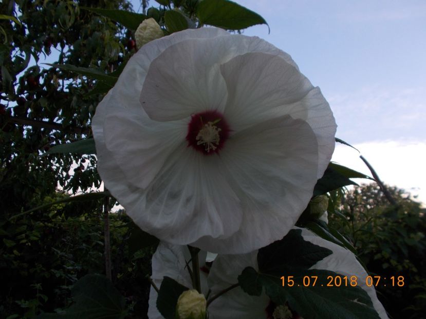  - ARBUSTI ORNAMENTALI DE GRADINA-2018-2020-2021-2022