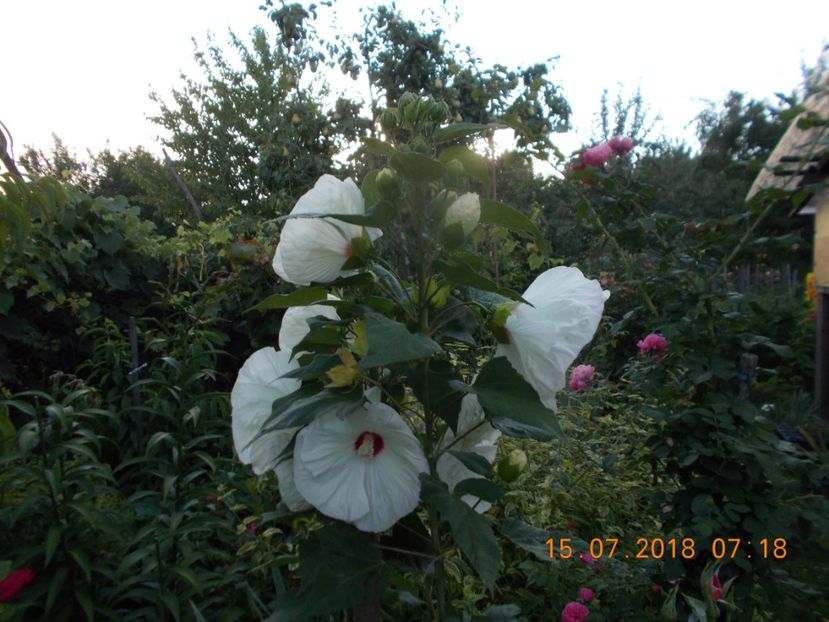  - ARBUSTI ORNAMENTALI DE GRADINA-2018-2020-2021-2022