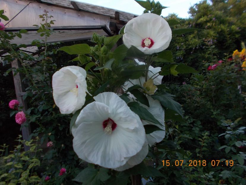  - ARBUSTI ORNAMENTALI DE GRADINA-2018-2020-2021-2022