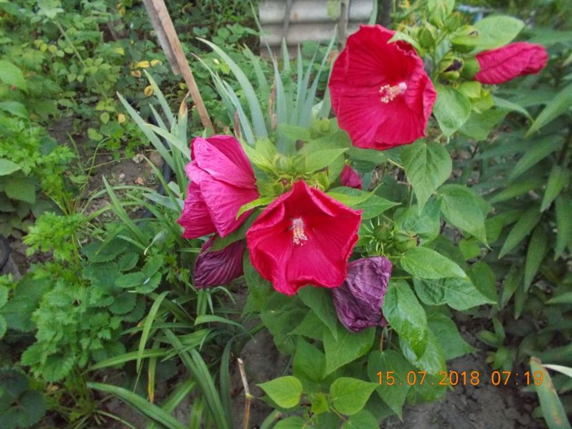  - ARBUSTI ORNAMENTALI DE GRADINA-2018-2020-2021-2022