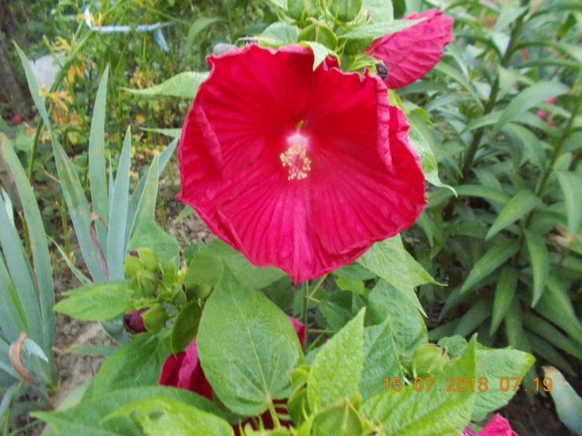  - ARBUSTI ORNAMENTALI DE GRADINA-2018-2020-2021-2022