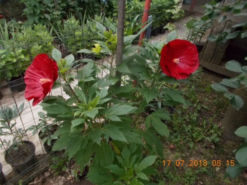  - ARBUSTI ORNAMENTALI DE GRADINA-2018-2020-2021-2022