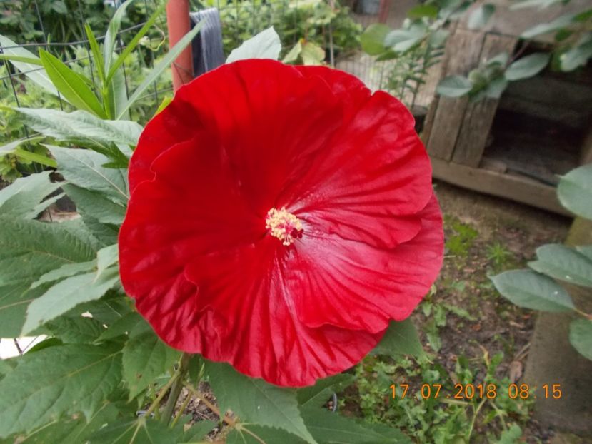  - ARBUSTI ORNAMENTALI DE GRADINA-2018-2020-2021-2022