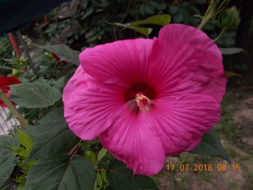  - ARBUSTI ORNAMENTALI DE GRADINA-2018-2020-2021-2022