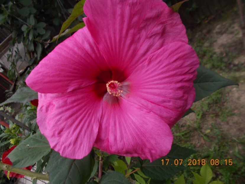  - ARBUSTI ORNAMENTALI DE GRADINA-2018-2020-2021-2022