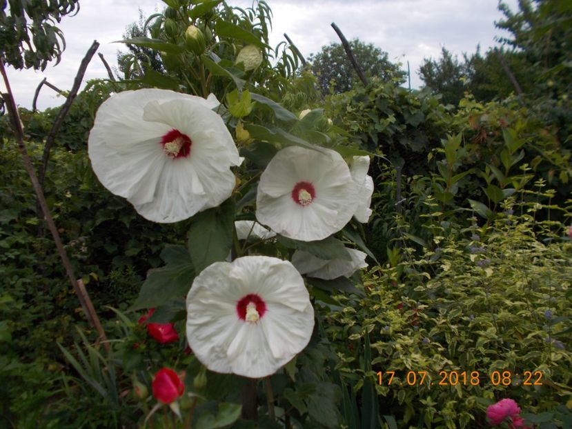  - ARBUSTI ORNAMENTALI DE GRADINA-2018-2020-2021-2022