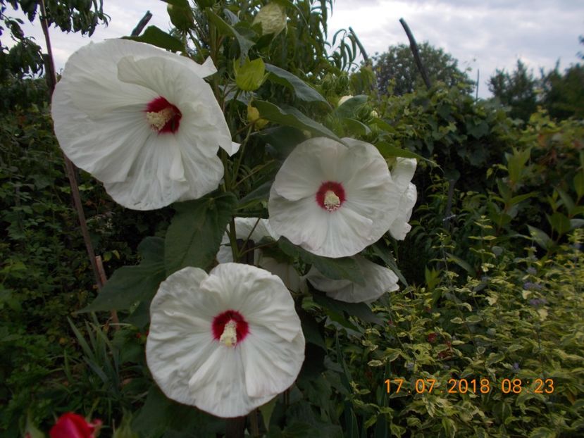  - ARBUSTI ORNAMENTALI DE GRADINA-2018-2020-2021-2022