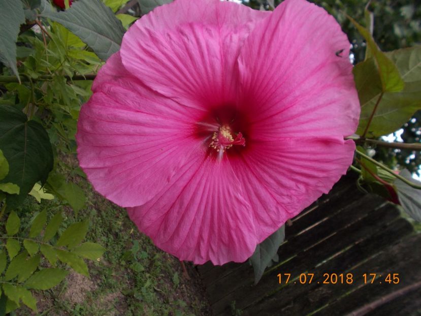  - ARBUSTI ORNAMENTALI DE GRADINA-2018-2020-2021-2022