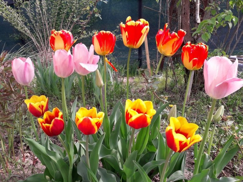 26.04 cu mult soare - a-primavara-2019