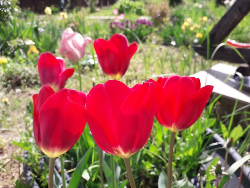 26.04 - a-primavara-2019