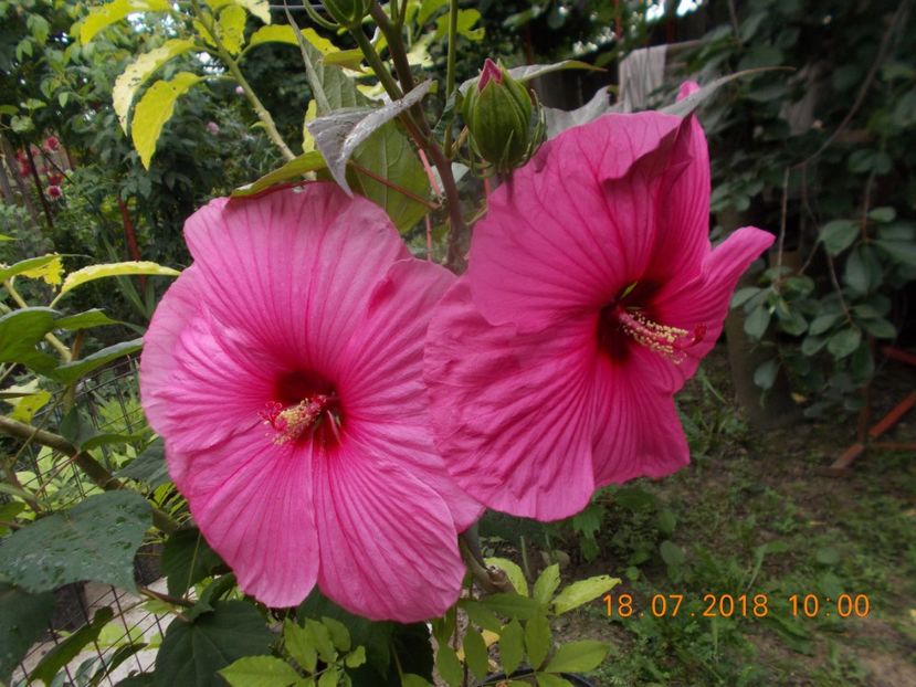  - ARBUSTI ORNAMENTALI DE GRADINA-2018-2020-2021-2022