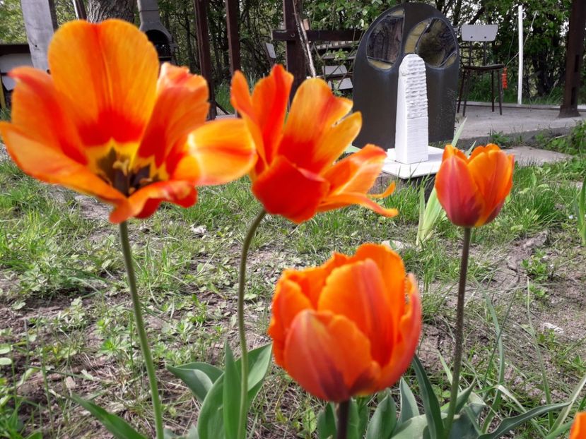 - a-primavara-2019