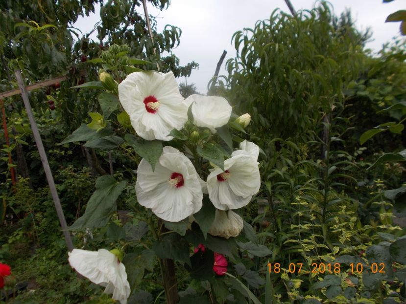  - ARBUSTI ORNAMENTALI DE GRADINA-2018-2020-2021-2022