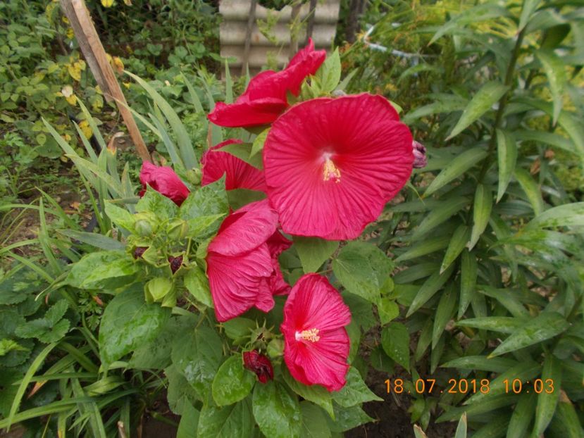  - ARBUSTI ORNAMENTALI DE GRADINA-2018-2020-2021-2022