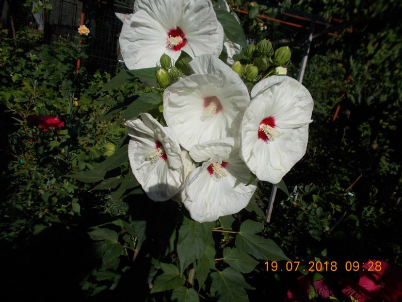  - ARBUSTI ORNAMENTALI DE GRADINA-2018-2020-2021-2022