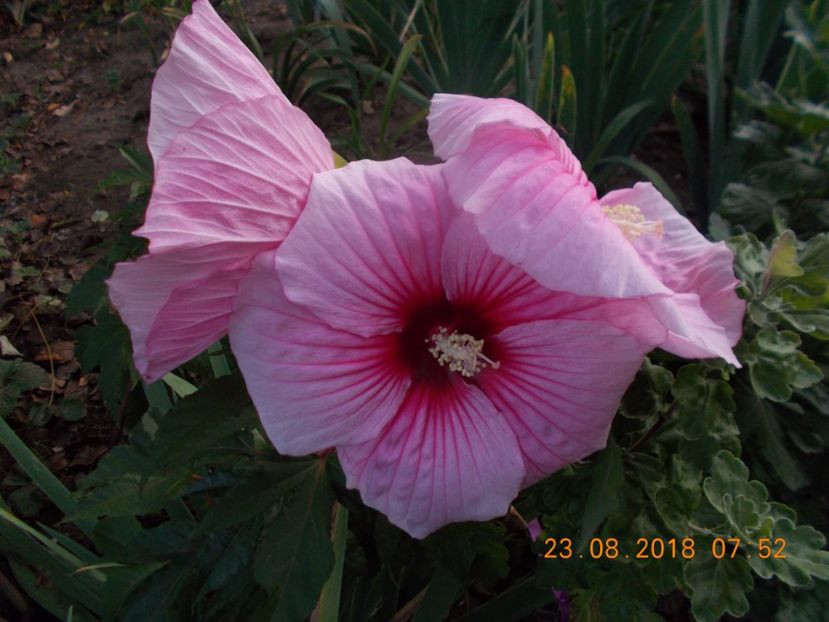  - ARBUSTI ORNAMENTALI DE GRADINA-2018-2020-2021-2022