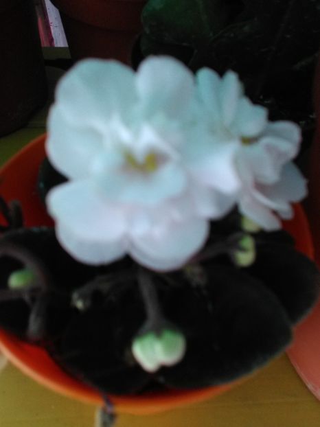  - Violetele mele