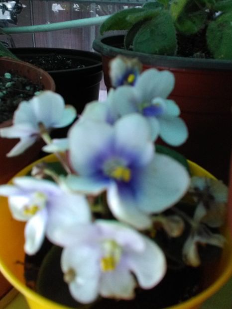 - Violetele mele