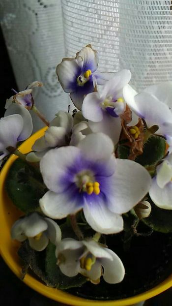  - Violetele mele