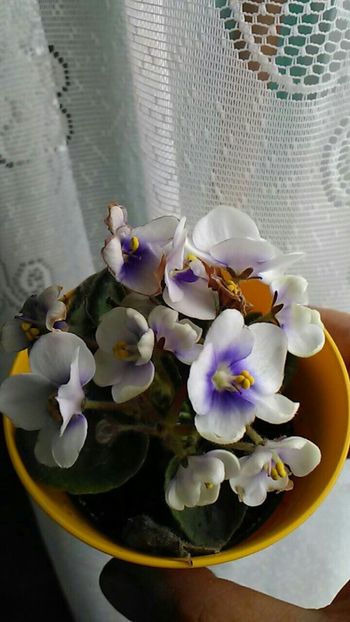  - Violetele mele
