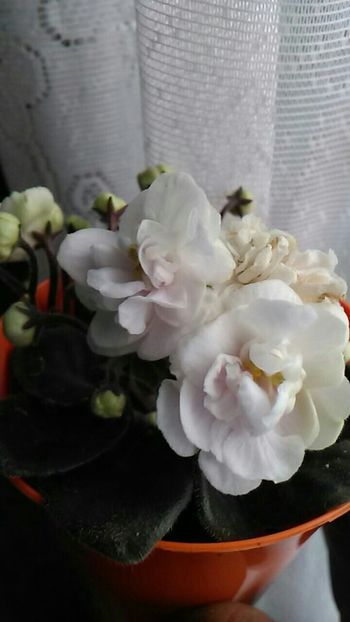  - Violetele mele