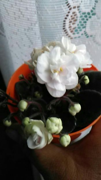  - Violetele mele