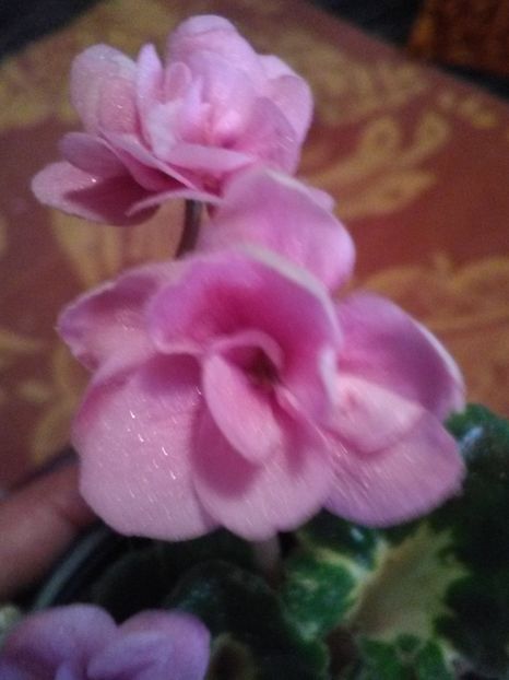  - Violetele mele