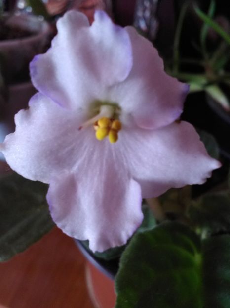  - Violetele mele