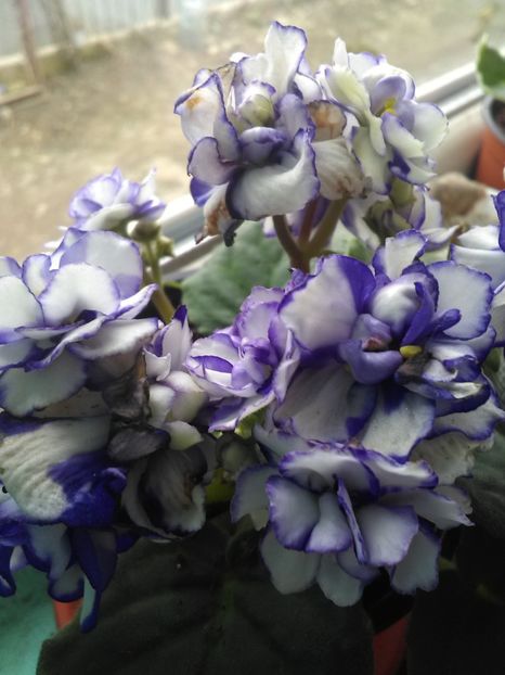 - Violetele mele