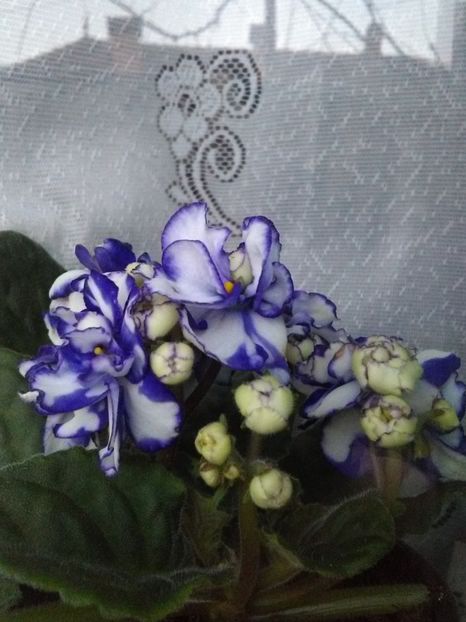  - Violetele mele