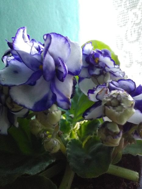  - Violetele mele