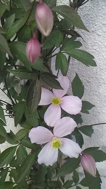  - Florile mele