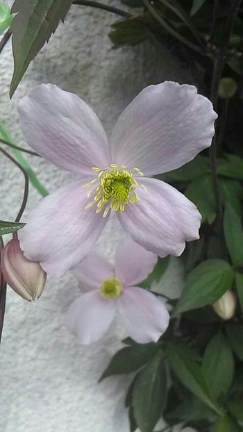  - Florile mele