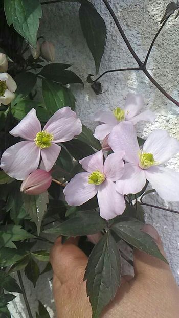  - Florile mele