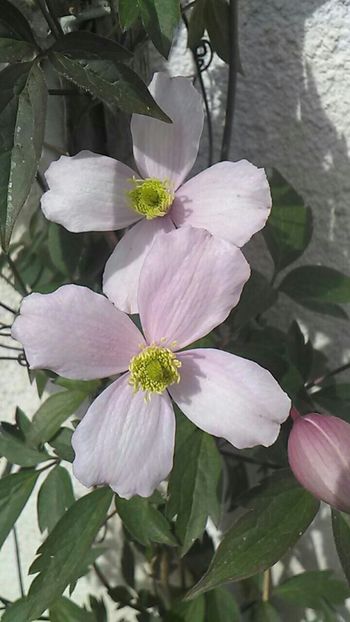 - Florile mele