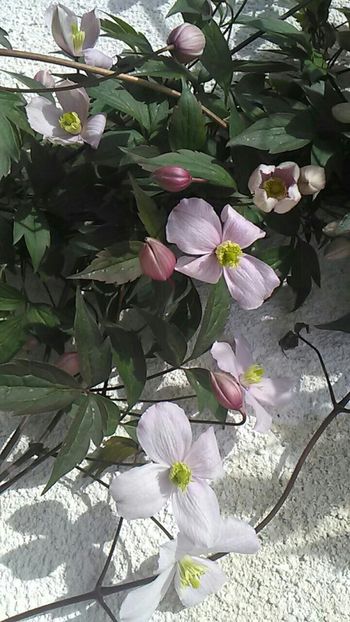  - Florile mele