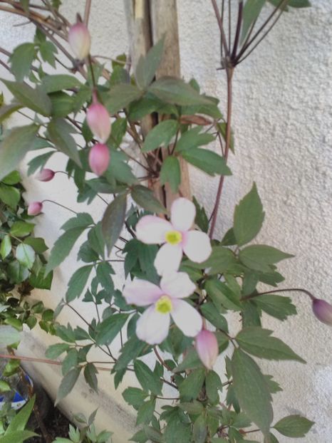  - Florile mele