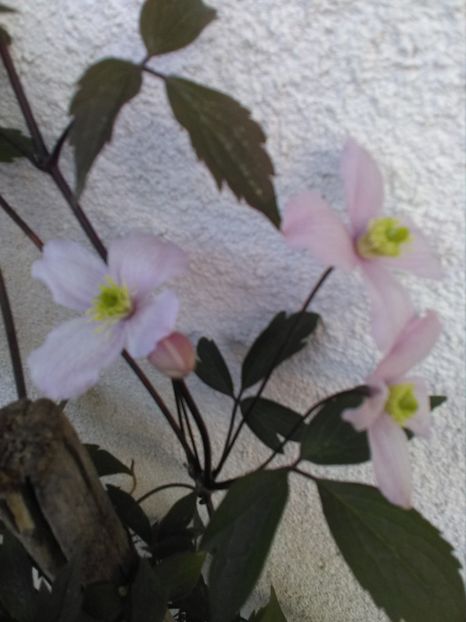  - Florile mele