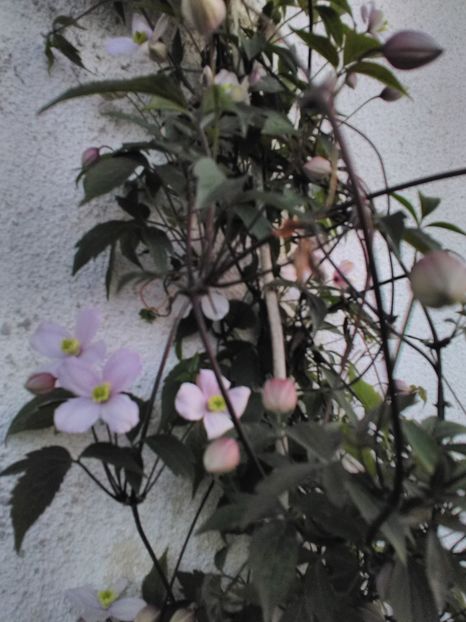  - Florile mele