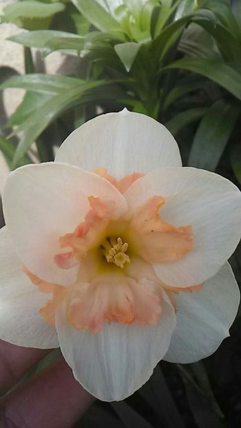  - Florile mele