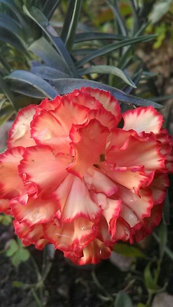  - Florile mele