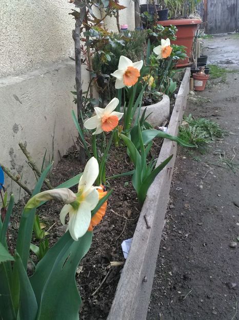  - Flori de gradina 2019