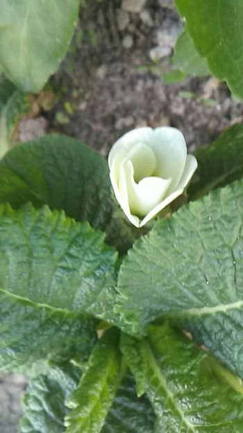  - Flori de gradina 2019