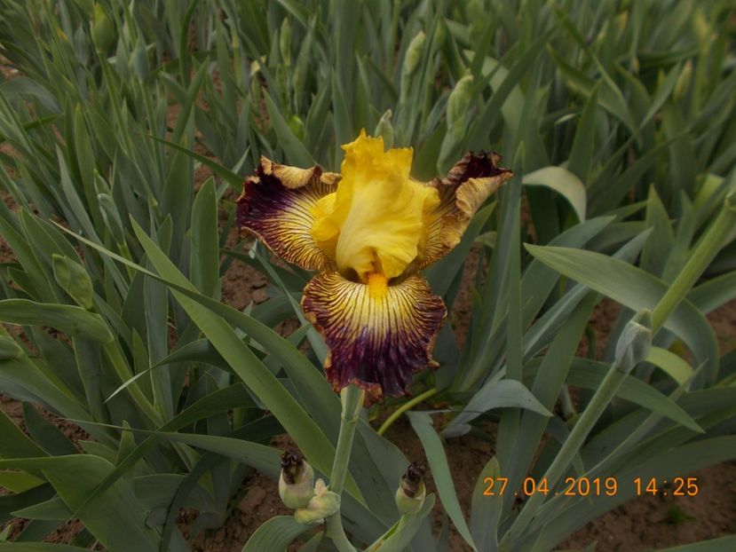 living on the edge - IRISI BARBATA ELATIOR SI INTERMEDIA-2019