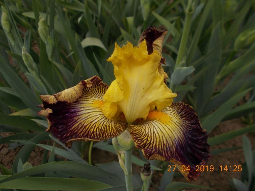  - IRISI BARBATA ELATIOR SI INTERMEDIA-2019