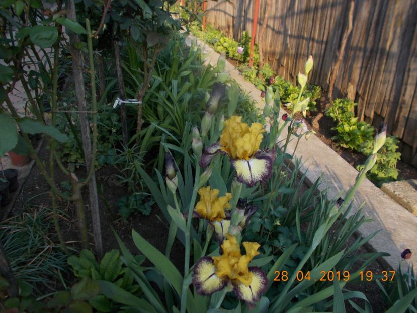 agressively - IRISI BARBATA ELATIOR SI INTERMEDIA-2019