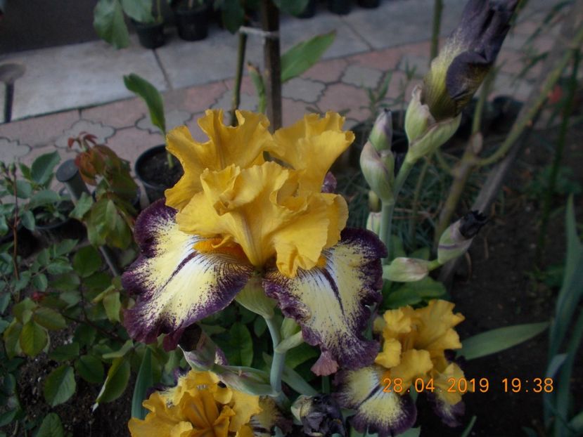  - IRISI BARBATA ELATIOR SI INTERMEDIA-2019